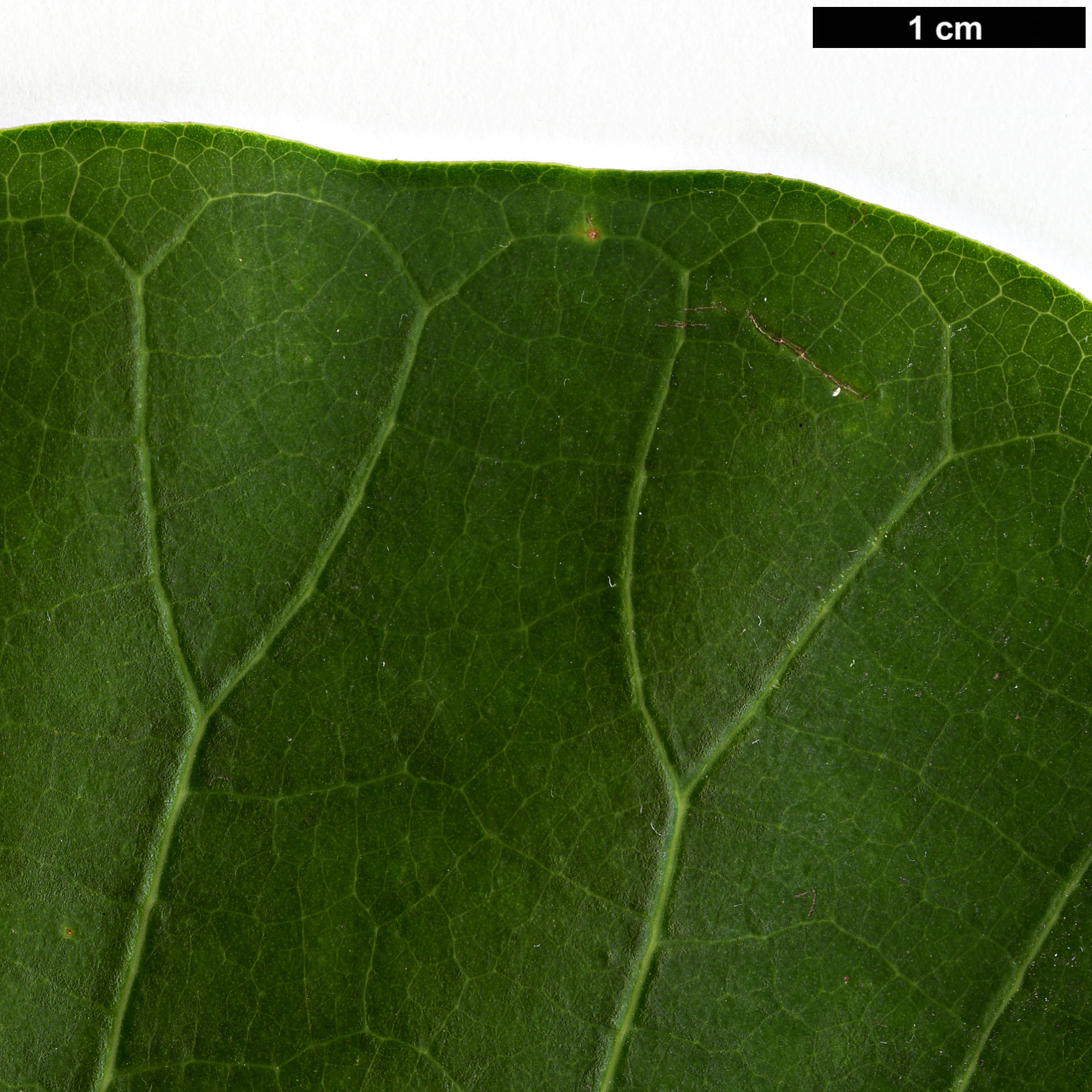 High resolution image: Family: Magnoliaceae - Genus: Magnolia - Taxon: officinalis - SpeciesSub: var. biloba